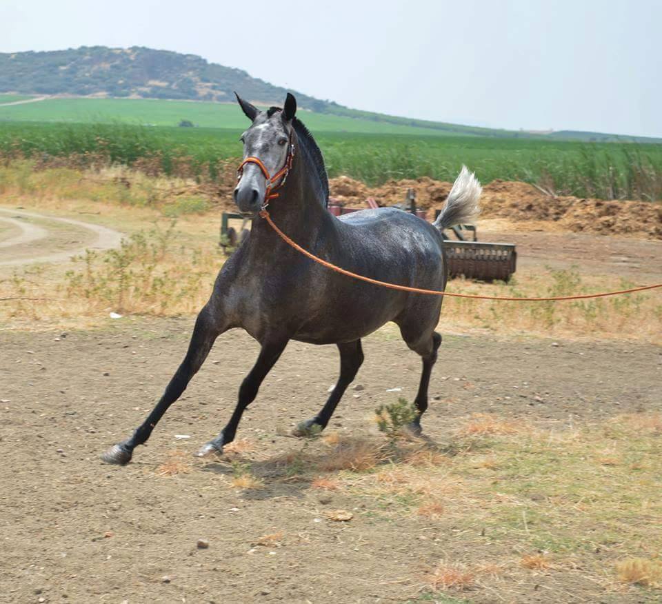 Caballo en Venta